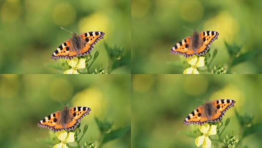 花上的蝴蝶特写慢镜头高清在线视频素材下载