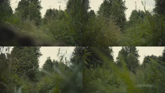 雨后，镜头穿过茂密的草丛。慢动作视频高清在线视频素材下载
