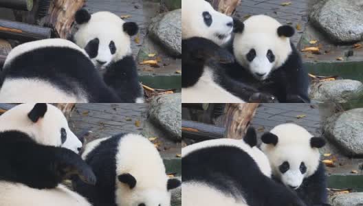 大熊猫高清在线视频素材下载