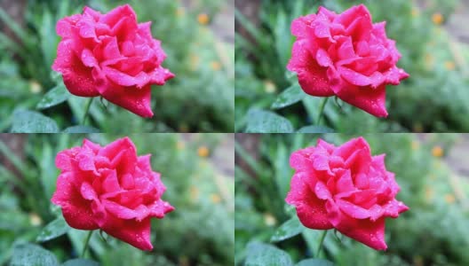 带露珠的粉红色玫瑰花高清在线视频素材下载