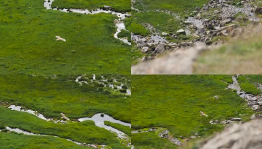 鹰在中国新疆巴音布鲁克草原上飞翔高清在线视频素材下载