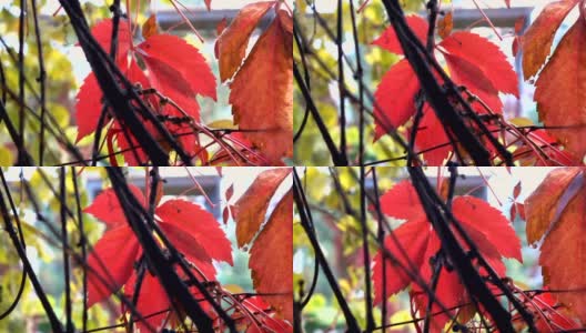 秋天公园里的红叶高清在线视频素材下载