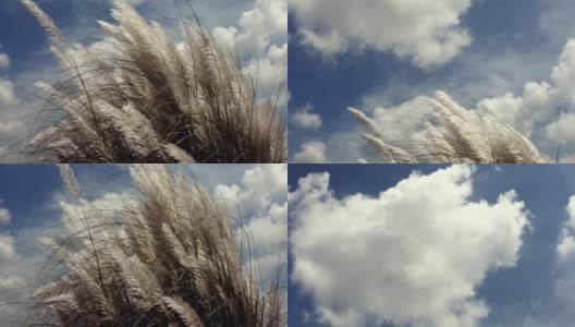 美丽的白色束(喀什)草花植物(糖精)在风中吹拂，蓝天为背景。高清在线视频素材下载