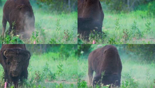 野生动物水牛公牛雄性攻击摄影师黄石国家公园高清在线视频素材下载