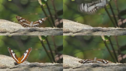 指挥官蝴蝶在岩石上吃矿物。高清在线视频素材下载