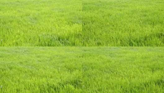 4k视频镜头水稻绿色的草地随风摇摆在绿色的田野现场白天的时间高清在线视频素材下载