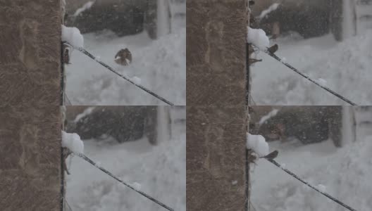 鸟儿在下雪时飞翔高清在线视频素材下载