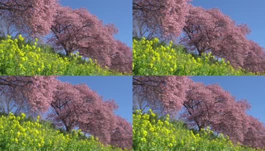 下嘉摩河边盛开的川崎樱花树和油菜花高清在线视频素材下载