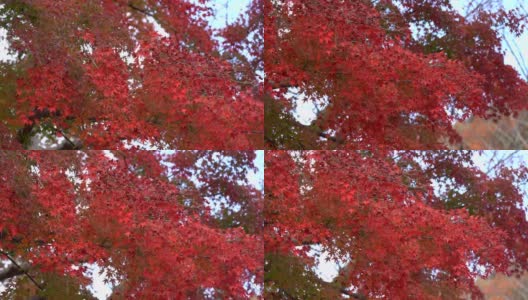 秋天的枫叶红了高清在线视频素材下载