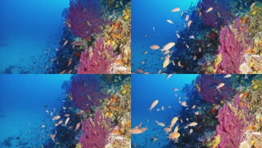 水肺潜水鱼和柳珊瑚47米深高清在线视频素材下载