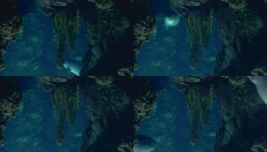 热那亚水族馆，海豹在水下游泳高清在线视频素材下载