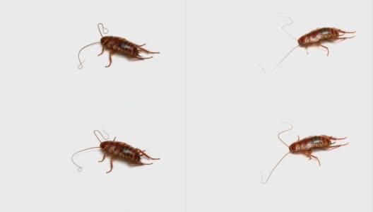 垂死的幼年蟑螂-孤立在白色背景高清在线视频素材下载