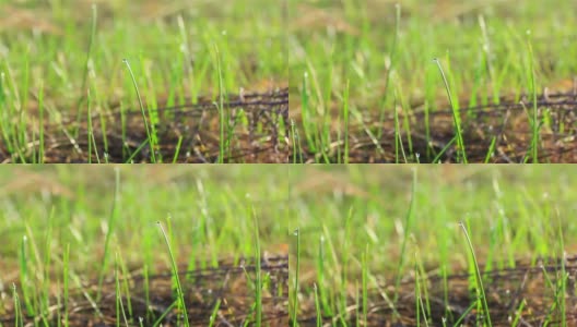 绿草伴随着镜头的移动。多莉拍摄高清在线视频素材下载