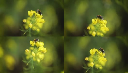 蜜蜂从芥菜花蜜中采集花蜜的慢动作。高清在线视频素材下载