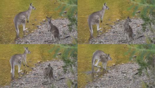 在澳大利亚，袋鼠妈妈和袋鼠宝宝在河边喝水高清在线视频素材下载