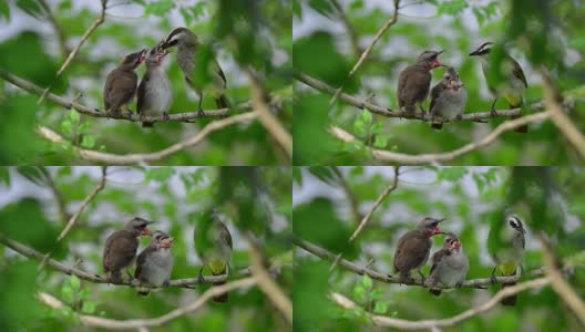 饥饿的雏鸟肩并肩栖息。高清在线视频素材下载