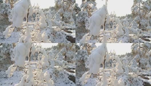 森林在雪。芬兰高清在线视频素材下载