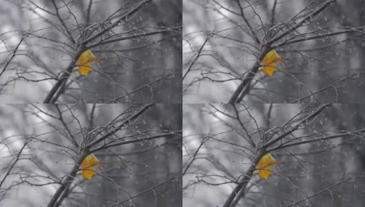 秋天的景象与孤独的黄叶在树下的雪高清在线视频素材下载