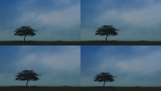 大树，海景背景，蓝天高清在线视频素材下载