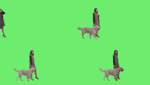 Fashionable Brunette Walks Her Labrador Retriever Dog on a Mock-up Green Screen Backgroun高清在线视频素材下载