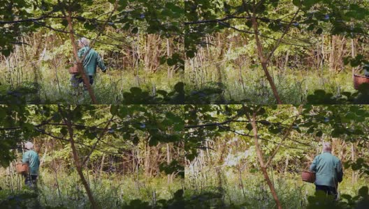 一位上了年纪的妇女穿过树林寻找蘑菇高清在线视频素材下载