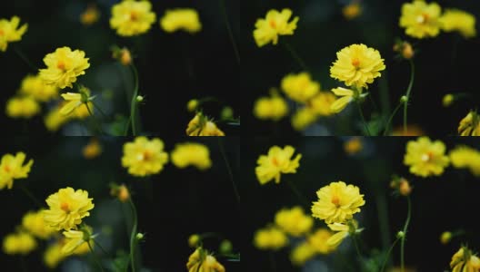 墨西哥紫菀或黄色宇宙花。视频慢动作高清在线视频素材下载