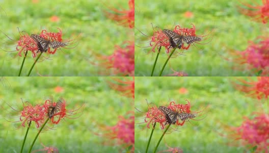 燕尾蝶在红蜘蛛百合上高清在线视频素材下载