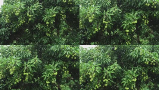 荔枝是生长在树上的热带水果高清在线视频素材下载