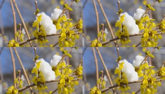 黄花上覆盖着一层雪高清在线视频素材下载