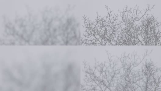 树枝从风和雪中移动高清在线视频素材下载