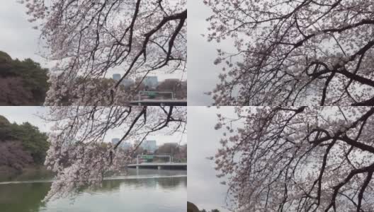东京千代田区九段千鸟渊绿道的樱花高清在线视频素材下载