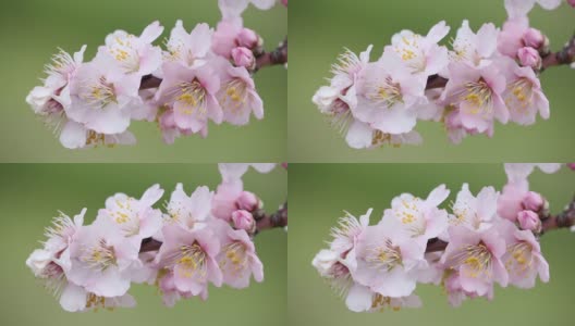 粉红色的杏树花在春天在风-绿色的背景移动高清在线视频素材下载