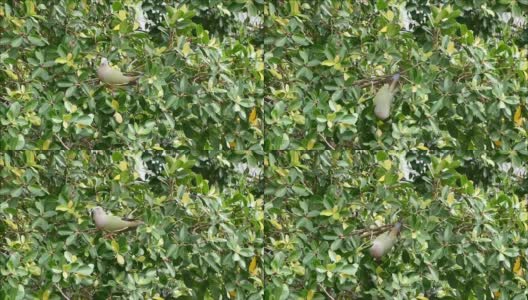 泰国曼谷，野生厚嘴绿鸽子喜欢在大树上吃水果高清在线视频素材下载