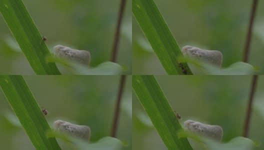 一只可爱的棕色蝴蝶坐在植物的叶子上，背景模糊，一只蚂蚁经过高清在线视频素材下载