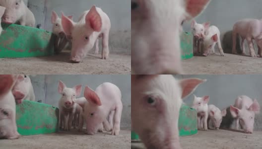 养猪场高清在线视频素材下载