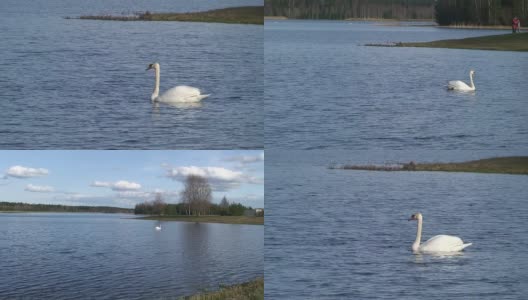 湖中的天鹅高清在线视频素材下载