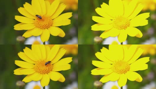 高清:蜜蜂和花高清在线视频素材下载