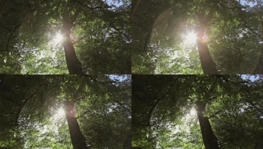 宽阔的摄影车拍摄透过绿叶的阳光高清在线视频素材下载