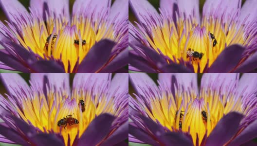 蜜蜂在睡莲高清在线视频素材下载