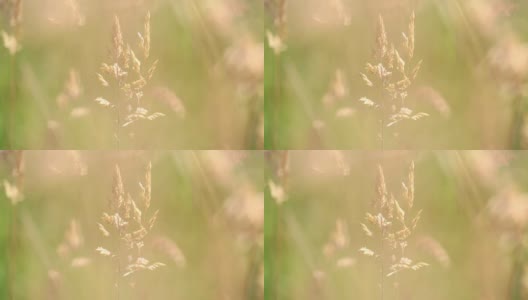 草地上野花的特写高清在线视频素材下载
