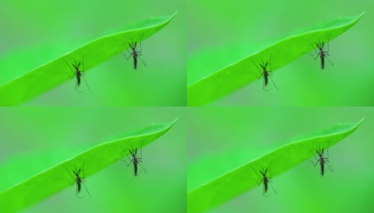 蚊子高清在线视频素材下载