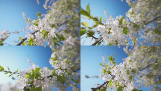 白色的花朵和湛蓝的天空高清在线视频素材下载