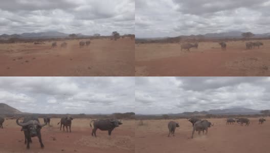 肯尼亚的一群水牛高清在线视频素材下载
