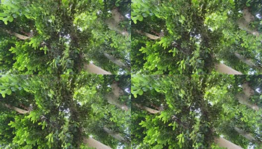 抬头看着一棵茂盛的绿叶树，微风轻拂高清在线视频素材下载