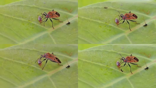 红棉染色虫在吃绿叶上的食物高清在线视频素材下载