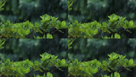 近距离观察热带雨水下的嫩绿嫩绿的落叶枝桠，大自然的雨声包含了环境声，4K Dci分辨率高清在线视频素材下载