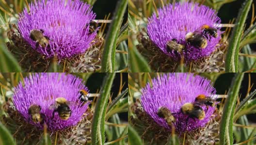 蜜蜂在紫蓟花上采集花蜜，4k高清在线视频素材下载