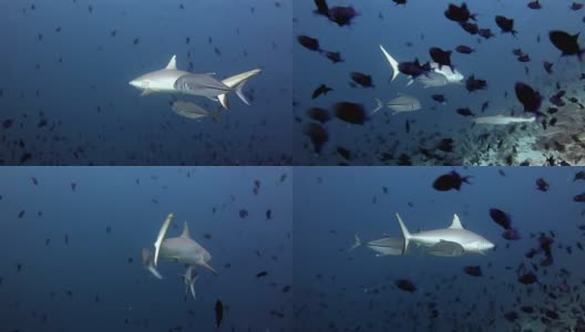 鲨鱼和金枪鱼水下背景的学校鱼在海底。高清在线视频素材下载