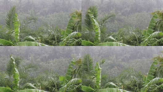 热带的风和雨落在泰国绿色的棕榈树叶上高清在线视频素材下载