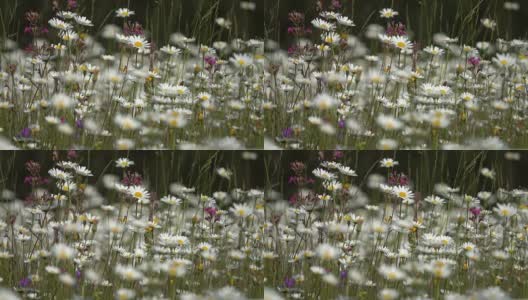 草地上的雏菊-浅景深拍摄高清在线视频素材下载